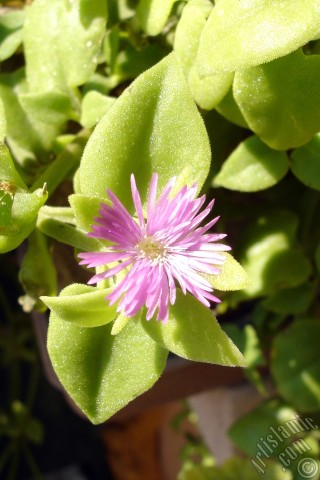 A mobile wallpaper and MMS picture for Apple iPhone 7s, 6s, 5s, 4s, Plus, iPods, iPads, New iPads, Samsung Galaxy S Series and Notes, Sony Ericsson Xperia, LG Mobile Phones, Tablets and Devices: Heartleaf Iceplant -Baby Sun Rose, Rock rose- with pink flowers.
