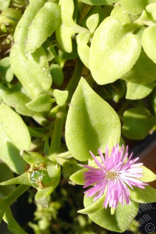 A mobile wallpaper and MMS picture for Apple iPhone 7s, 6s, 5s, 4s, Plus, iPods, iPads, New iPads, Samsung Galaxy S Series and Notes, Sony Ericsson Xperia, LG Mobile Phones, Tablets and Devices: Heartleaf Iceplant -Baby Sun Rose, Rock rose- with pink flowers.
