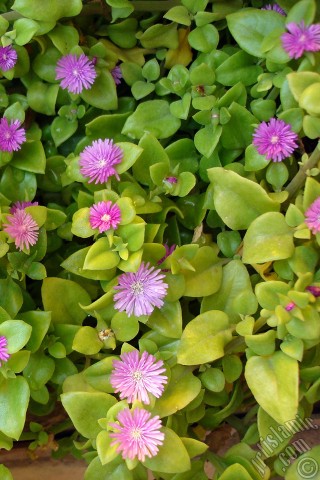 A mobile wallpaper and MMS picture for Apple iPhone 7s, 6s, 5s, 4s, Plus, iPods, iPads, New iPads, Samsung Galaxy S Series and Notes, Sony Ericsson Xperia, LG Mobile Phones, Tablets and Devices: Heartleaf Iceplant -Baby Sun Rose, Rock rose- with pink flowers.
