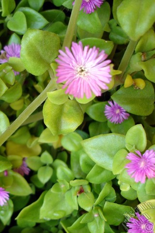 A mobile wallpaper and MMS picture for Apple iPhone 7s, 6s, 5s, 4s, Plus, iPods, iPads, New iPads, Samsung Galaxy S Series and Notes, Sony Ericsson Xperia, LG Mobile Phones, Tablets and Devices: Heartleaf Iceplant -Baby Sun Rose, Rock rose- with pink flowers.
