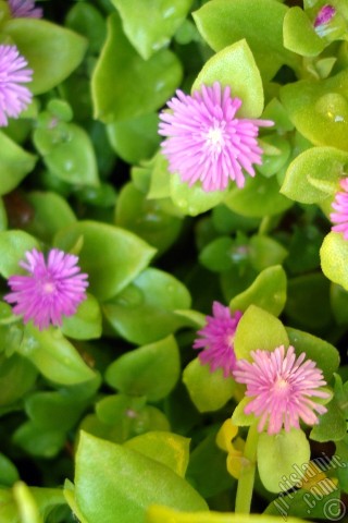 A mobile wallpaper and MMS picture for Apple iPhone 7s, 6s, 5s, 4s, Plus, iPods, iPads, New iPads, Samsung Galaxy S Series and Notes, Sony Ericsson Xperia, LG Mobile Phones, Tablets and Devices: Heartleaf Iceplant -Baby Sun Rose, Rock rose- with pink flowers.
