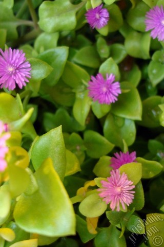 A mobile wallpaper and MMS picture for Apple iPhone 7s, 6s, 5s, 4s, Plus, iPods, iPads, New iPads, Samsung Galaxy S Series and Notes, Sony Ericsson Xperia, LG Mobile Phones, Tablets and Devices: Heartleaf Iceplant -Baby Sun Rose, Rock rose- with pink flowers.
