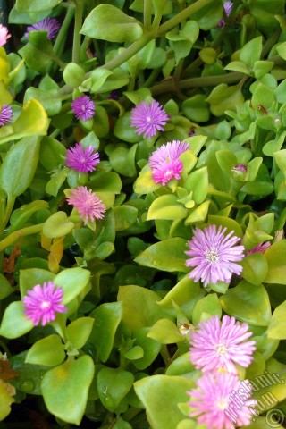 A mobile wallpaper and MMS picture for Apple iPhone 7s, 6s, 5s, 4s, Plus, iPods, iPads, New iPads, Samsung Galaxy S Series and Notes, Sony Ericsson Xperia, LG Mobile Phones, Tablets and Devices: Heartleaf Iceplant -Baby Sun Rose, Rock rose- with pink flowers.
