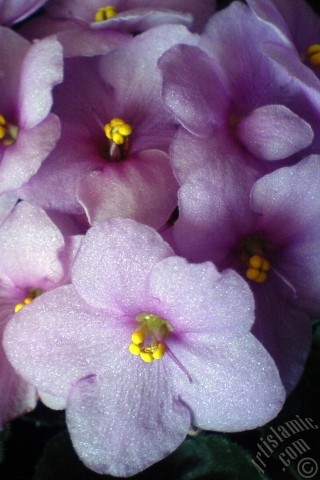 A mobile wallpaper and MMS picture for Apple iPhone 7s, 6s, 5s, 4s, Plus, iPods, iPads, New iPads, Samsung Galaxy S Series and Notes, Sony Ericsson Xperia, LG Mobile Phones, Tablets and Devices: Pink color African violet.
