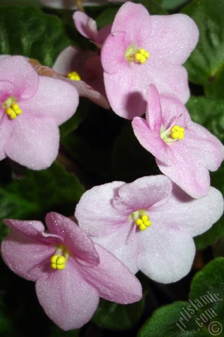 A mobile wallpaper and MMS picture for Apple iPhone 7s, 6s, 5s, 4s, Plus, iPods, iPads, New iPads, Samsung Galaxy S Series and Notes, Sony Ericsson Xperia, LG Mobile Phones, Tablets and Devices: Pink color African violet.
