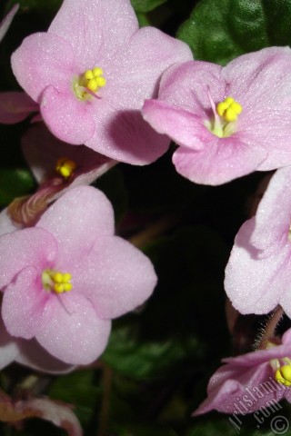 A mobile wallpaper and MMS picture for Apple iPhone 7s, 6s, 5s, 4s, Plus, iPods, iPads, New iPads, Samsung Galaxy S Series and Notes, Sony Ericsson Xperia, LG Mobile Phones, Tablets and Devices: Pink color African violet.
