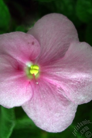 A mobile wallpaper and MMS picture for Apple iPhone 7s, 6s, 5s, 4s, Plus, iPods, iPads, New iPads, Samsung Galaxy S Series and Notes, Sony Ericsson Xperia, LG Mobile Phones, Tablets and Devices: Pink color African violet.
