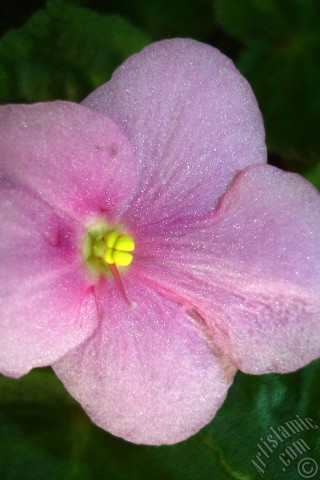 A mobile wallpaper and MMS picture for Apple iPhone 7s, 6s, 5s, 4s, Plus, iPods, iPads, New iPads, Samsung Galaxy S Series and Notes, Sony Ericsson Xperia, LG Mobile Phones, Tablets and Devices: Pink color African violet.
