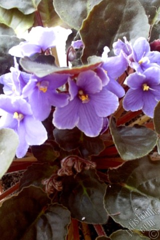 A mobile wallpaper and MMS picture for Apple iPhone 7s, 6s, 5s, 4s, Plus, iPods, iPads, New iPads, Samsung Galaxy S Series and Notes, Sony Ericsson Xperia, LG Mobile Phones, Tablets and Devices: Purple color African violet.
