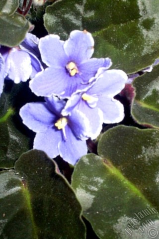 A mobile wallpaper and MMS picture for Apple iPhone 7s, 6s, 5s, 4s, Plus, iPods, iPads, New iPads, Samsung Galaxy S Series and Notes, Sony Ericsson Xperia, LG Mobile Phones, Tablets and Devices: Purple color African violet.
