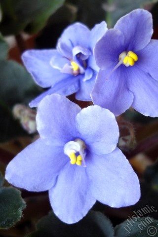 A mobile wallpaper and MMS picture for Apple iPhone 7s, 6s, 5s, 4s, Plus, iPods, iPads, New iPads, Samsung Galaxy S Series and Notes, Sony Ericsson Xperia, LG Mobile Phones, Tablets and Devices: Purple color African violet.
