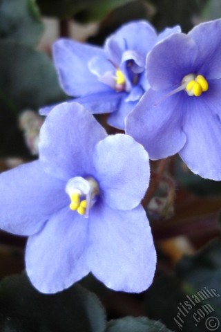 A mobile wallpaper and MMS picture for Apple iPhone 7s, 6s, 5s, 4s, Plus, iPods, iPads, New iPads, Samsung Galaxy S Series and Notes, Sony Ericsson Xperia, LG Mobile Phones, Tablets and Devices: Purple color African violet.
