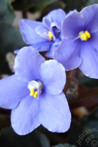 A mobile wallpaper and MMS picture for Apple iPhone 7s, 6s, 5s, 4s, Plus, iPods, iPads, New iPads, Samsung Galaxy S Series and Notes, Sony Ericsson Xperia, LG Mobile Phones, Tablets and Devices: Purple color African violet.
