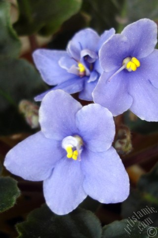 A mobile wallpaper and MMS picture for Apple iPhone 7s, 6s, 5s, 4s, Plus, iPods, iPads, New iPads, Samsung Galaxy S Series and Notes, Sony Ericsson Xperia, LG Mobile Phones, Tablets and Devices: Purple color African violet.
