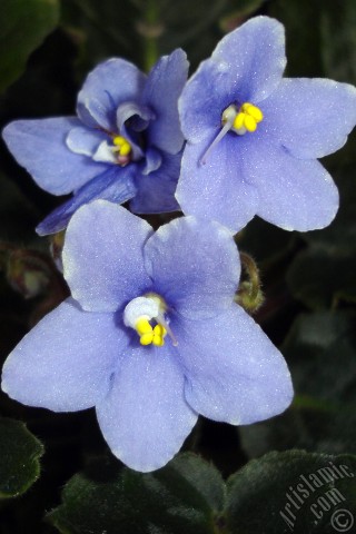 A mobile wallpaper and MMS picture for Apple iPhone 7s, 6s, 5s, 4s, Plus, iPods, iPads, New iPads, Samsung Galaxy S Series and Notes, Sony Ericsson Xperia, LG Mobile Phones, Tablets and Devices: Purple color African violet.
