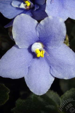 A mobile wallpaper and MMS picture for Apple iPhone 7s, 6s, 5s, 4s, Plus, iPods, iPads, New iPads, Samsung Galaxy S Series and Notes, Sony Ericsson Xperia, LG Mobile Phones, Tablets and Devices: Purple color African violet.
