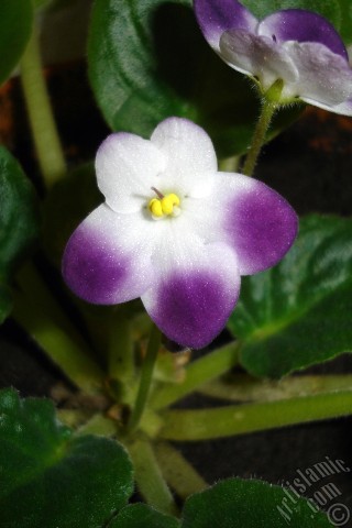 A mobile wallpaper and MMS picture for Apple iPhone 7s, 6s, 5s, 4s, Plus, iPods, iPads, New iPads, Samsung Galaxy S Series and Notes, Sony Ericsson Xperia, LG Mobile Phones, Tablets and Devices: Purple and white color African violet.
