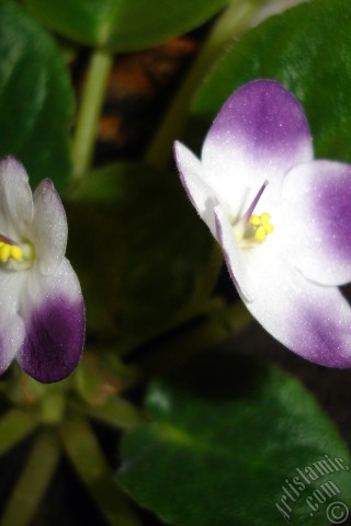 A mobile wallpaper and MMS picture for Apple iPhone 7s, 6s, 5s, 4s, Plus, iPods, iPads, New iPads, Samsung Galaxy S Series and Notes, Sony Ericsson Xperia, LG Mobile Phones, Tablets and Devices: Purple and white color African violet.
