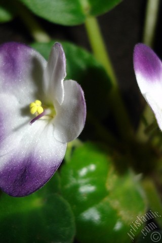 A mobile wallpaper and MMS picture for Apple iPhone 7s, 6s, 5s, 4s, Plus, iPods, iPads, New iPads, Samsung Galaxy S Series and Notes, Sony Ericsson Xperia, LG Mobile Phones, Tablets and Devices: Purple and white color African violet.
