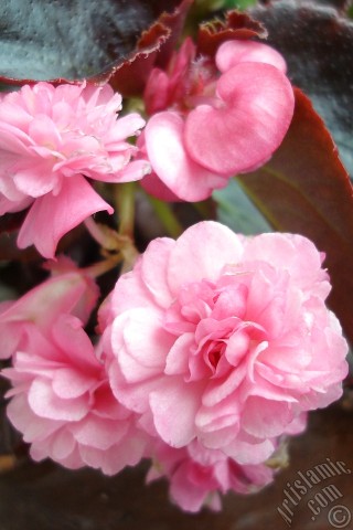 A mobile wallpaper and MMS picture for Apple iPhone 7s, 6s, 5s, 4s, Plus, iPods, iPads, New iPads, Samsung Galaxy S Series and Notes, Sony Ericsson Xperia, LG Mobile Phones, Tablets and Devices: Wax Begonia -Bedding Begonia- with pink flowers and brown leaves.
