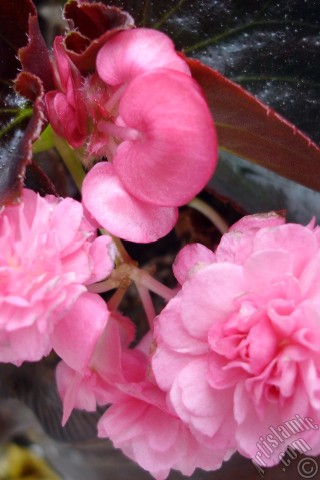 A mobile wallpaper and MMS picture for Apple iPhone 7s, 6s, 5s, 4s, Plus, iPods, iPads, New iPads, Samsung Galaxy S Series and Notes, Sony Ericsson Xperia, LG Mobile Phones, Tablets and Devices: Wax Begonia -Bedding Begonia- with pink flowers and brown leaves.
