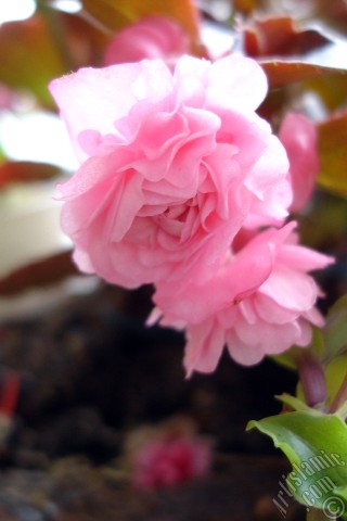 A mobile wallpaper and MMS picture for Apple iPhone 7s, 6s, 5s, 4s, Plus, iPods, iPads, New iPads, Samsung Galaxy S Series and Notes, Sony Ericsson Xperia, LG Mobile Phones, Tablets and Devices: Wax Begonia -Bedding Begonia- with pink flowers and brown leaves.
