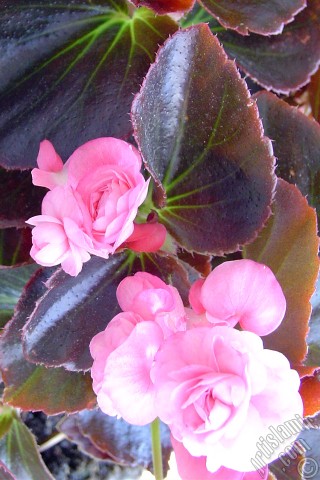 A mobile wallpaper and MMS picture for Apple iPhone 7s, 6s, 5s, 4s, Plus, iPods, iPads, New iPads, Samsung Galaxy S Series and Notes, Sony Ericsson Xperia, LG Mobile Phones, Tablets and Devices: Wax Begonia -Bedding Begonia- with pink flowers and brown leaves.
