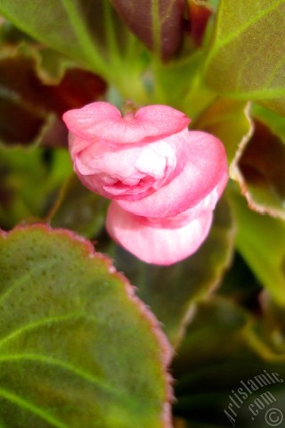 A mobile wallpaper and MMS picture for Apple iPhone 7s, 6s, 5s, 4s, Plus, iPods, iPads, New iPads, Samsung Galaxy S Series and Notes, Sony Ericsson Xperia, LG Mobile Phones, Tablets and Devices: Wax Begonia -Bedding Begonia- with pink flowers and brown leaves.
