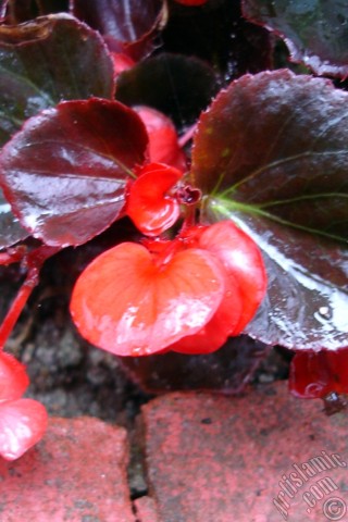 A mobile wallpaper and MMS picture for Apple iPhone 7s, 6s, 5s, 4s, Plus, iPods, iPads, New iPads, Samsung Galaxy S Series and Notes, Sony Ericsson Xperia, LG Mobile Phones, Tablets and Devices: Wax Begonia -Bedding Begonia- with red flowers and brown leaves.
