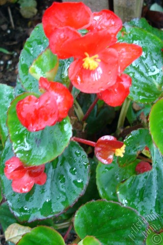 A mobile wallpaper and MMS picture for Apple iPhone 7s, 6s, 5s, 4s, Plus, iPods, iPads, New iPads, Samsung Galaxy S Series and Notes, Sony Ericsson Xperia, LG Mobile Phones, Tablets and Devices: Wax Begonia -Bedding Begonia- with red flowers and green leaves.
