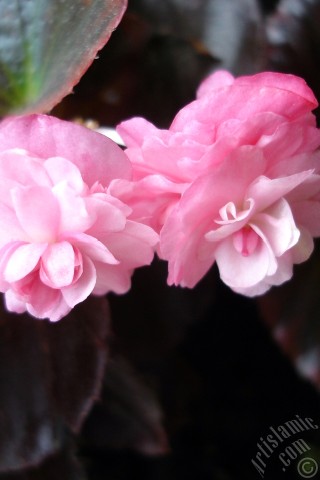 A mobile wallpaper and MMS picture for Apple iPhone 7s, 6s, 5s, 4s, Plus, iPods, iPads, New iPads, Samsung Galaxy S Series and Notes, Sony Ericsson Xperia, LG Mobile Phones, Tablets and Devices: Wax Begonia -Bedding Begonia- with pink flowers and brown leaves.
