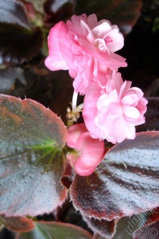 A mobile wallpaper and MMS picture for Apple iPhone 7s, 6s, 5s, 4s, Plus, iPods, iPads, New iPads, Samsung Galaxy S Series and Notes, Sony Ericsson Xperia, LG Mobile Phones, Tablets and Devices: Wax Begonia -Bedding Begonia- with pink flowers and brown leaves.
