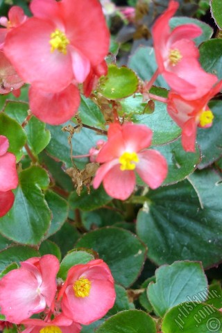A mobile wallpaper and MMS picture for Apple iPhone 7s, 6s, 5s, 4s, Plus, iPods, iPads, New iPads, Samsung Galaxy S Series and Notes, Sony Ericsson Xperia, LG Mobile Phones, Tablets and Devices: Wax Begonia -Bedding Begonia- with red flowers and green leaves.
