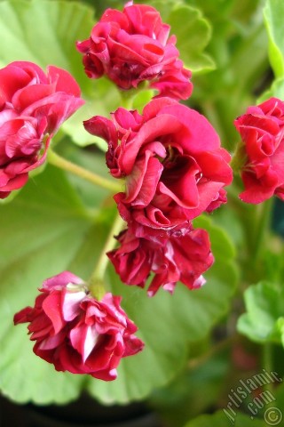 A mobile wallpaper and MMS picture for Apple iPhone 7s, 6s, 5s, 4s, Plus, iPods, iPads, New iPads, Samsung Galaxy S Series and Notes, Sony Ericsson Xperia, LG Mobile Phones, Tablets and Devices: Red color Pelargonia -Geranium- flower.
