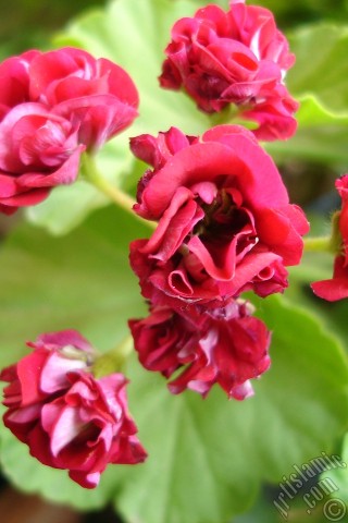 A mobile wallpaper and MMS picture for Apple iPhone 7s, 6s, 5s, 4s, Plus, iPods, iPads, New iPads, Samsung Galaxy S Series and Notes, Sony Ericsson Xperia, LG Mobile Phones, Tablets and Devices: Red color Pelargonia -Geranium- flower.
