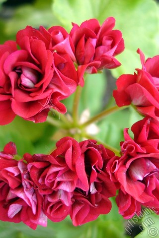 A mobile wallpaper and MMS picture for Apple iPhone 7s, 6s, 5s, 4s, Plus, iPods, iPads, New iPads, Samsung Galaxy S Series and Notes, Sony Ericsson Xperia, LG Mobile Phones, Tablets and Devices: Red color Pelargonia -Geranium- flower.
