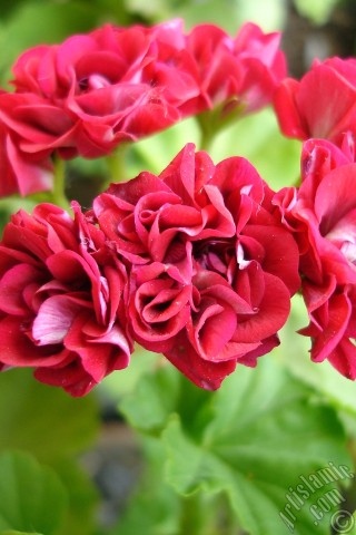 A mobile wallpaper and MMS picture for Apple iPhone 7s, 6s, 5s, 4s, Plus, iPods, iPads, New iPads, Samsung Galaxy S Series and Notes, Sony Ericsson Xperia, LG Mobile Phones, Tablets and Devices: Red color Pelargonia -Geranium- flower.
