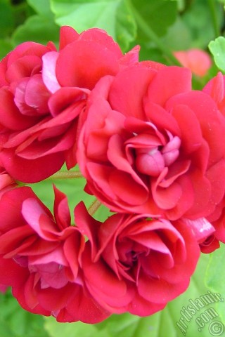 A mobile wallpaper and MMS picture for Apple iPhone 7s, 6s, 5s, 4s, Plus, iPods, iPads, New iPads, Samsung Galaxy S Series and Notes, Sony Ericsson Xperia, LG Mobile Phones, Tablets and Devices: Red color Pelargonia -Geranium- flower.
