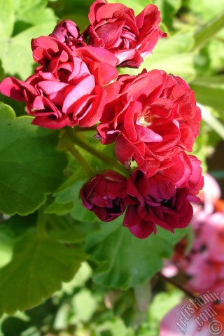 A mobile wallpaper and MMS picture for Apple iPhone 7s, 6s, 5s, 4s, Plus, iPods, iPads, New iPads, Samsung Galaxy S Series and Notes, Sony Ericsson Xperia, LG Mobile Phones, Tablets and Devices: Red color Pelargonia -Geranium- flower.

