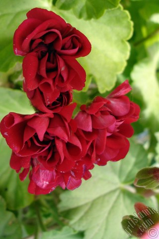 A mobile wallpaper and MMS picture for Apple iPhone 7s, 6s, 5s, 4s, Plus, iPods, iPads, New iPads, Samsung Galaxy S Series and Notes, Sony Ericsson Xperia, LG Mobile Phones, Tablets and Devices: Red color Pelargonia -Geranium- flower.
