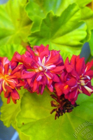 A mobile wallpaper and MMS picture for Apple iPhone 7s, 6s, 5s, 4s, Plus, iPods, iPads, New iPads, Samsung Galaxy S Series and Notes, Sony Ericsson Xperia, LG Mobile Phones, Tablets and Devices: Red color Pelargonia -Geranium- flower.
