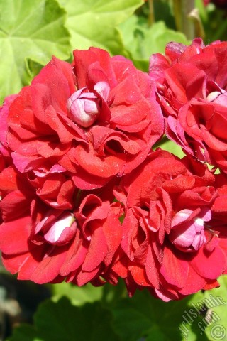 A mobile wallpaper and MMS picture for Apple iPhone 7s, 6s, 5s, 4s, Plus, iPods, iPads, New iPads, Samsung Galaxy S Series and Notes, Sony Ericsson Xperia, LG Mobile Phones, Tablets and Devices: Red color Pelargonia -Geranium- flower.
