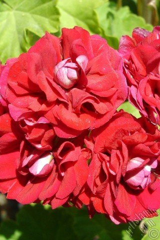 A mobile wallpaper and MMS picture for Apple iPhone 7s, 6s, 5s, 4s, Plus, iPods, iPads, New iPads, Samsung Galaxy S Series and Notes, Sony Ericsson Xperia, LG Mobile Phones, Tablets and Devices: Red color Pelargonia -Geranium- flower.
