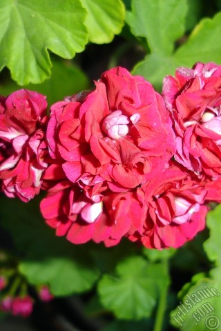 A mobile wallpaper and MMS picture for Apple iPhone 7s, 6s, 5s, 4s, Plus, iPods, iPads, New iPads, Samsung Galaxy S Series and Notes, Sony Ericsson Xperia, LG Mobile Phones, Tablets and Devices: Red color Pelargonia -Geranium- flower.
