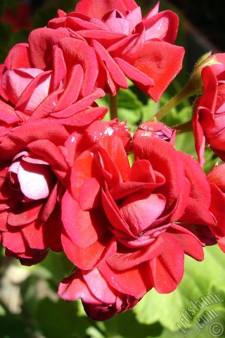 A mobile wallpaper and MMS picture for Apple iPhone 7s, 6s, 5s, 4s, Plus, iPods, iPads, New iPads, Samsung Galaxy S Series and Notes, Sony Ericsson Xperia, LG Mobile Phones, Tablets and Devices: Red color Pelargonia -Geranium- flower.
