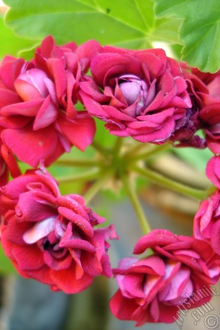 A mobile wallpaper and MMS picture for Apple iPhone 7s, 6s, 5s, 4s, Plus, iPods, iPads, New iPads, Samsung Galaxy S Series and Notes, Sony Ericsson Xperia, LG Mobile Phones, Tablets and Devices: Red color Pelargonia -Geranium- flower.
