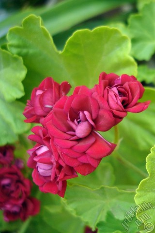 A mobile wallpaper and MMS picture for Apple iPhone 7s, 6s, 5s, 4s, Plus, iPods, iPads, New iPads, Samsung Galaxy S Series and Notes, Sony Ericsson Xperia, LG Mobile Phones, Tablets and Devices: Red color Pelargonia -Geranium- flower.
