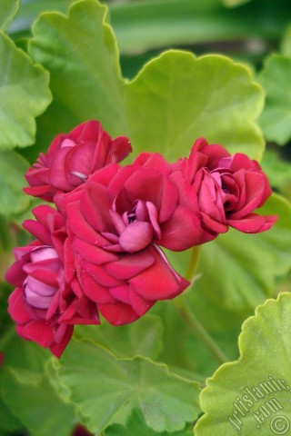 A mobile wallpaper and MMS picture for Apple iPhone 7s, 6s, 5s, 4s, Plus, iPods, iPads, New iPads, Samsung Galaxy S Series and Notes, Sony Ericsson Xperia, LG Mobile Phones, Tablets and Devices: Red color Pelargonia -Geranium- flower.
