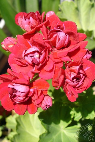 A mobile wallpaper and MMS picture for Apple iPhone 7s, 6s, 5s, 4s, Plus, iPods, iPads, New iPads, Samsung Galaxy S Series and Notes, Sony Ericsson Xperia, LG Mobile Phones, Tablets and Devices: Red color Pelargonia -Geranium- flower.
