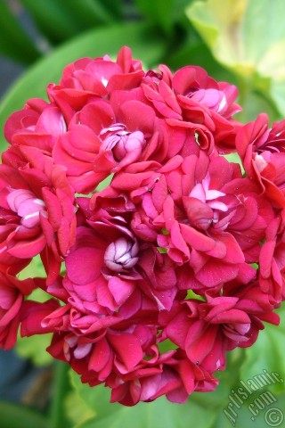 A mobile wallpaper and MMS picture for Apple iPhone 7s, 6s, 5s, 4s, Plus, iPods, iPads, New iPads, Samsung Galaxy S Series and Notes, Sony Ericsson Xperia, LG Mobile Phones, Tablets and Devices: Red color Pelargonia -Geranium- flower.
